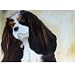 25 Pack Cavalier King Charles Spaniel Note Cards by Dick Larsen