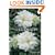 Choosing Your Clematis