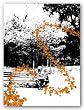 Orange Butterflies by Miguel Paredes 11"x14" Art Print Poster Latin