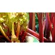 Victoria Red Rhubarb 4 Plants -Perennial- Easy to grow