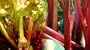 Victoria Red Rhubarb 25 Seeds-Perennial - Easy to grow
