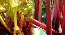 Victoria Red Rhubarb 25 Seeds