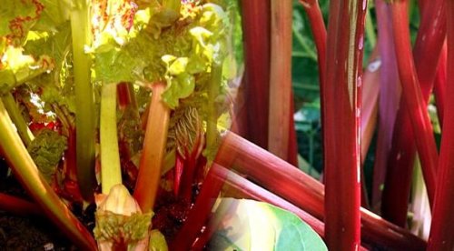Victoria Red Rhubarb 25 Plants -Perennial- Easy to grow