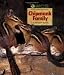 Chipmunk Family (Wildlife Conservation Society Books)