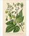 Photographic Prints of Plants/humulus Lupulus from Mary Evans