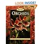 Orchids (Sunset)