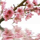 Produkt-Bild: Artland Bild Float GLas Peach flowers and reflection 30 x 30 cm