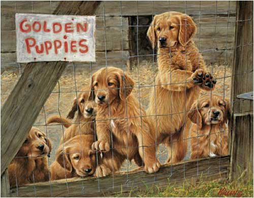 51QNZ5S2EXL Golden Puppies Jigsaw Puzzle 1000pc