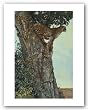 On the Lookout by Kalon Baughan 12"x8" Art Print Poster
