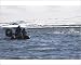 Photographic Prints of Zodiac of tourists watch a group of young bull walruses from ArcticPhoto