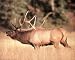 Bull Elk Reindeer Deer Art Poster Print - 20" X 16"