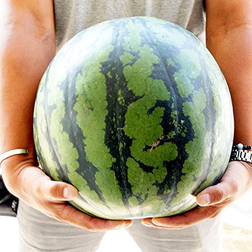 旬の産地 スイカ 特大 ジャンボ すいか 1玉 10kg 以上 [訳あり]