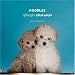   - Poodles: Lightweights Littermates