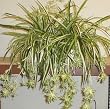 24" Spider Plant Ledge Garden