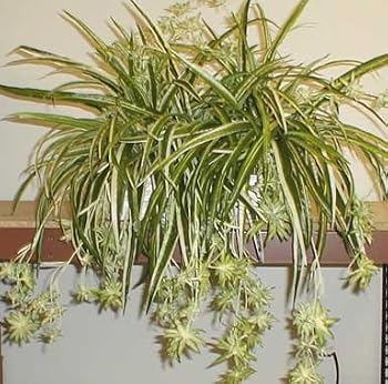 24" Spider Plant Ledge Garden