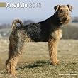 Airedale Terrier W 2013