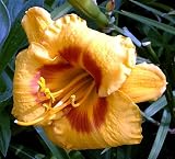 Fooled Me Daylily - Hemerocallis - NEW! -Potted- Strong