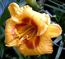 Fooled Me Daylily - Hemerocallis - NEW! -Potted- Strong