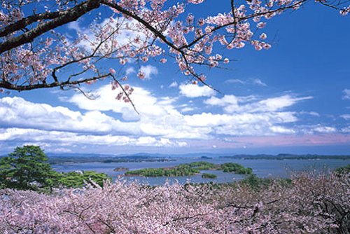 【Amazonの商品情報へ】四季の詩 1000ピース 桜と空と松島湾 (50cm×75cm、対応パネルNo.10)