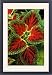 Framed Prints of Coleus Winsome - (under glass) in beautiful Victorian greenhouses from Ardea Wildlife Pets