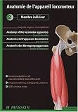 Anatomie de l'appareil locomoteur CD 2 membre  inferieur