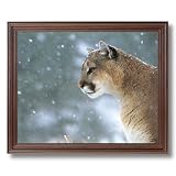Framed Cherry Cougar Mountain Lion Snow Ice Animal Wildlife Pictures Art Print