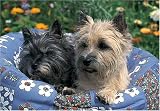 Cairn Terrier 300 Piece Jigsaw Puzzle (07)