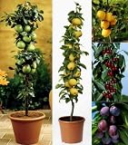 5er Set S&auml;ulenobst, bestehend aus: 1*Apfel Goldspur&reg;, 1*Birne Condo&reg;, 1*Pflaume Imperial&reg;, 1*Kirsche Viktoria&reg;, 1*Nashi, im 5 Liter Topf, ca. 100cm hoch
