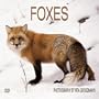 Foxes 2001 Calendar