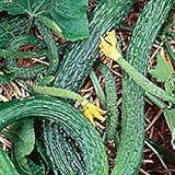 Organic Suyo Long Chinese Cucumber 50 Seeds - SALE*