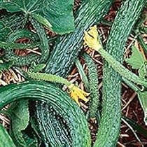 Organic Suyo Long Chinese Cucumber 50 Seeds - SALE*