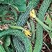 Organic Suyo Long Chinese Cucumber 50 Seeds - SALE*