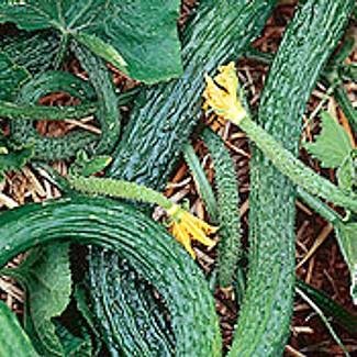 Organic Suyo Long Chinese Cucumber 50 Seeds - SALE*