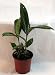Burgundy Rubber Tree Plant - Ficus - An Old Favorite - 4" Pot Burgundy Rubber Tree Plant - Ficus - An Old Favorite - 4" Pot