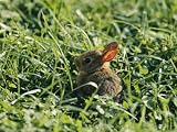 A Baby Cottontail Rabbit Sits Among the Clover Photographic Poster Print