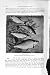 NATURAL HISTORY 1896 BREAM FISH ZOPE ZARTHE WHITE PRINT