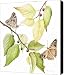Hackberry Emperor Butterfly Canvas Print - Canvas Art