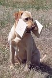 51QQ 6MXWUL. SL160  SCs Huntem Up Kennels Force Training Buck