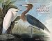 Audubon: The Watercolors of Birds of America 2010 Wall Calendar 12" X 12"