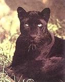 Black Panther Sitting