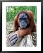 Female Oragutan, Gunung Leuser National Park, Bukit Lawang, North Sumatra, Indonesia Framed Art Poster Print by Paul Kennedy, 25x31