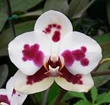 Phal. Ever-Spring Light 'Andy #9'