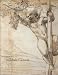 Books : The Drawings of Annibale Carracci
