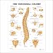 One of our most popular charts! Shows right lateral view of the vertebral column with markings to show location of atlas & axis, cervical, thoracic & lumbar vertebrae, and sacrum and coccyx. Provides various views of atlas & axis, second lumbar vertebra, fifth cervical vertebra, seventh and eleventh thoracic vertebrae, and sacrum and coccyx. Size is 20" W by 26" H.