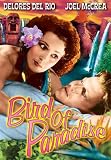 Bird of Paradise