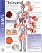 Books : Cholesterol: Gray’s Anatomy Poster Series (Gray's Anatomy Poster)