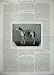 1896 Jameson Ship Harlech Castle Victoria Dog Fortune
