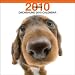 dachshund36 - Dachshund 2010 Square Wall ARTLIST Artlist Collection the