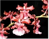 Oncidium Sharry Baby 