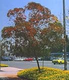 Coral Gum Eucalyptus torquata 20 Seeds - Tropical